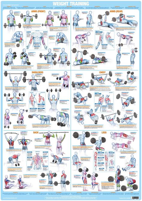 Bodybuilding Poster Weight Training Exercise Chart Etsy Workout Chart Weight Training