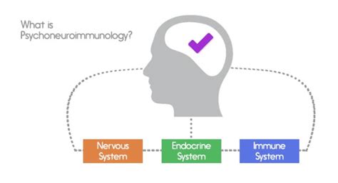 Psychoneuroimmunology A New Approach To Curing Diseases The Nerve