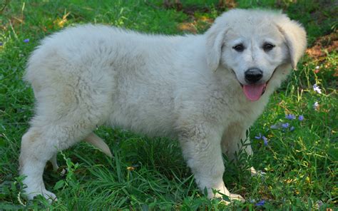 Kuvasz Dog Info Puppies Temperament Mixes Pictures