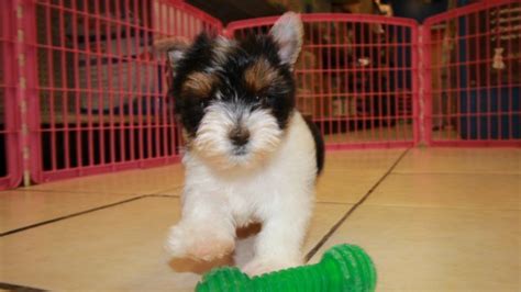 Gorgeous Little Morkie Puppies For Sale Georgia Local Breeders Near