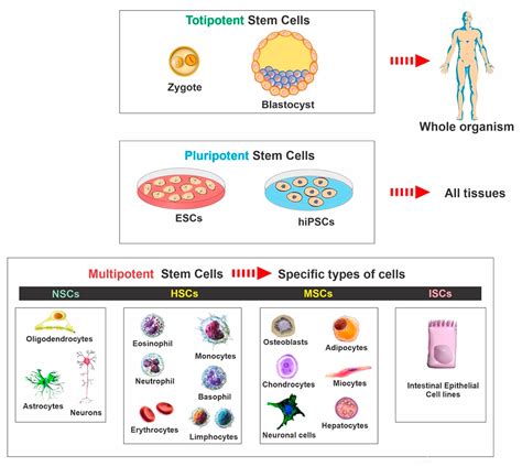 Ijms Free Full Text Regenerative Stem Cell Therapy For Neurodegenerative Diseases An Overview