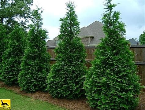 Fast Growing Privacy Trees Thuja Gardens In 2020 Thuja Green Giant