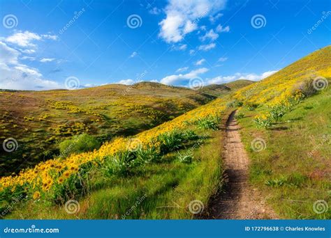 Yellow Wildflowers In The Foothills Above Boise Idaho In Spring Stock