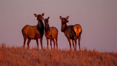 Husker Researchers Game And Parks Partner On Statewide Elk Study