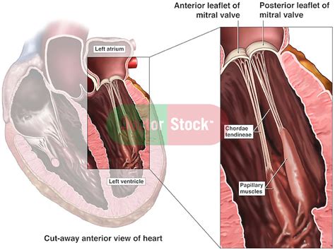 Normal Anatomy Of The Mitral Bicuspid Valve Of The Heart Doctor Stock