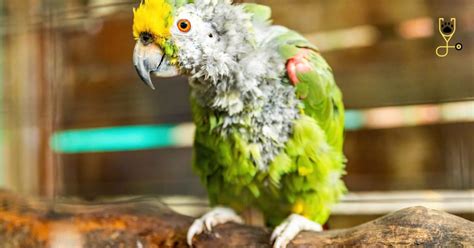 Parrot Care A Guide To Keeping Parrots As Pets Parrot Advisory