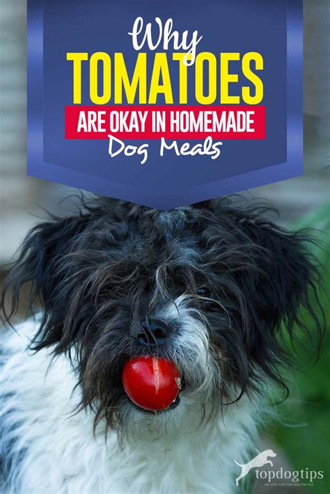 This is one of those treats. Why Using Tomatoes in Home Cooked Dog Food Recipes Is Fine