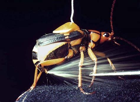 Top 10 Supernatural Powers Of Insects That Will Blow Your Mind