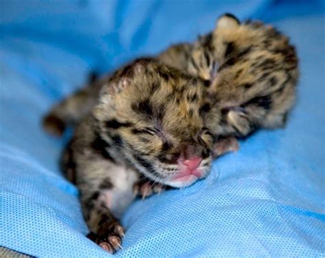 Clouded Leopard Babies Clouded Leopard Cute Baby Animals Wild Cats