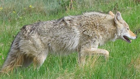 Second Coyote Put Down After Attacks On People In Northwest Calgary Cbc News