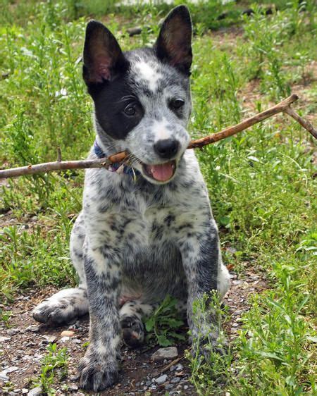 Catahoula And Australian Cattle Dog Mix Animal Protective League