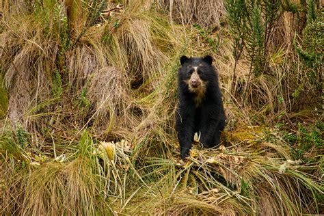 Photographing The Spectacled Bear With The Nikon Z 400mm F45