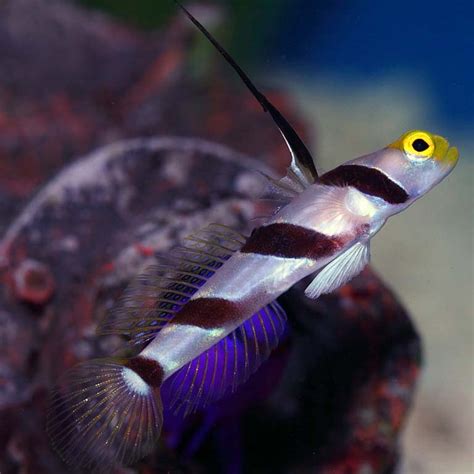 Hi Fin Banded Goby Fast Professional Service Abyss Aquatics