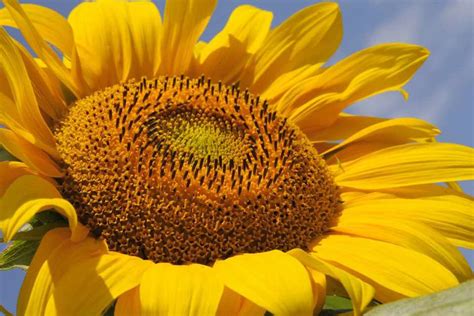 Helianthus Annuus Russian Giant Bbc Gardeners World Magazine