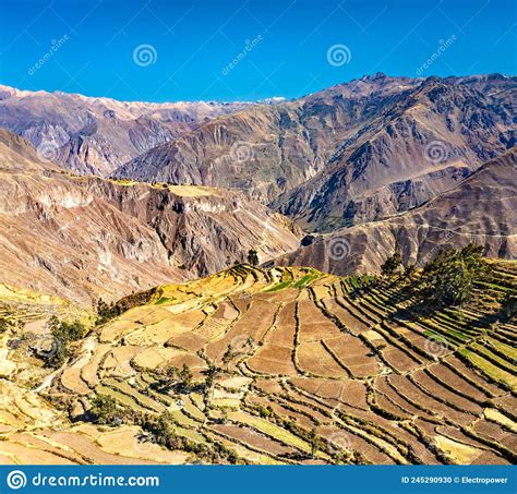 Terraced Fields In The Colca Canyon At Cabanaconde In Peru Stock Photo