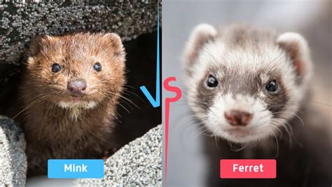 Mink Vs Ferret Petlife