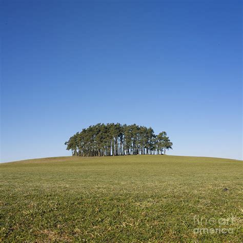 Trees On The Hill Photograph By Bernard Jaubert Fine Art America