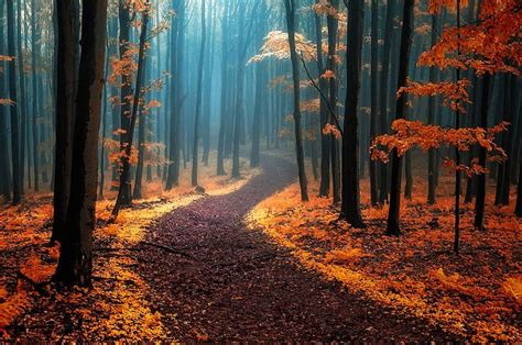秋、 森、 木、 自然、 霧、 パス、 Hdデスクトップの壁紙 Wallpaperbetter