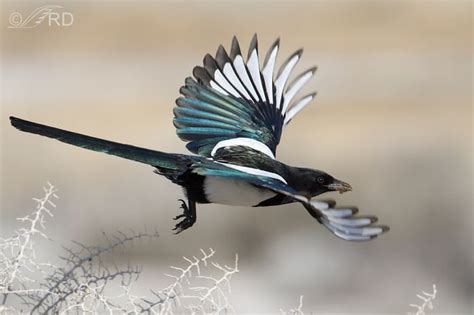 Magpie Spreading His Wings 9gag