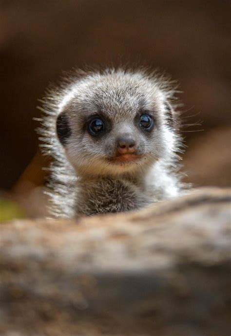 Meerkat Pup Cute Animals Cute Baby Animals Baby Animals