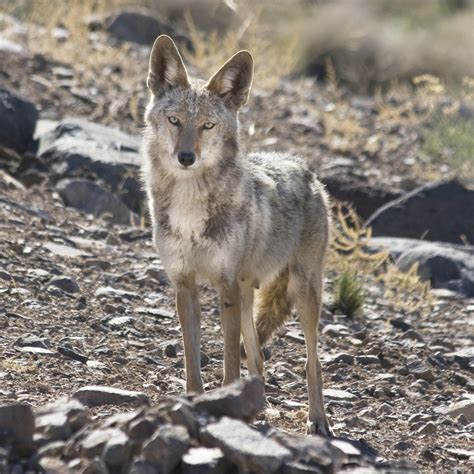 15 Photos Of Nevada Wildlife