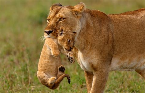 Lion Panthera Leo About Animals