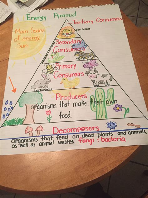 Food Pyramid Worksheet Answer Key
