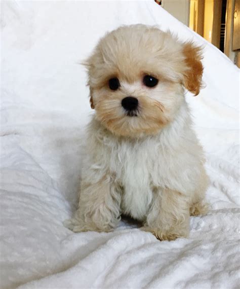 Check spelling or type a new query. Teacup Maltipoo Puppy for sale los angeles, ca | iHeartTeacups