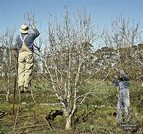 Pruning Pear Trees Fruit Management Pruning Pear Trees W Flickr