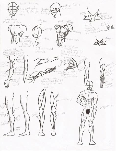 Muscle Anatomy By Facepalmmaster Muscle Anatomy Anatomy Drawing