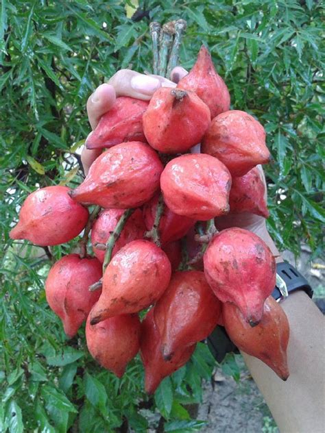 Polynesian Produce Stand : ~BELIMBING MERAH~ Baccaurea angulata BORNEO ...