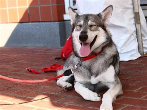 This hyperoptic sock features attention grabbing graphics and superior comfort with maximum padding. Tuffy II, beloved NCSU mascot, dies :: WRALSportsFan.com