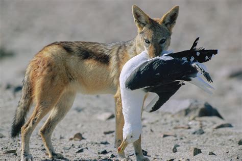 If you personally believe that black cats are bad luck, dreaming of one a dream about a large group of cats could mean one of two things: The meaning and symbolism of the word - Jackal