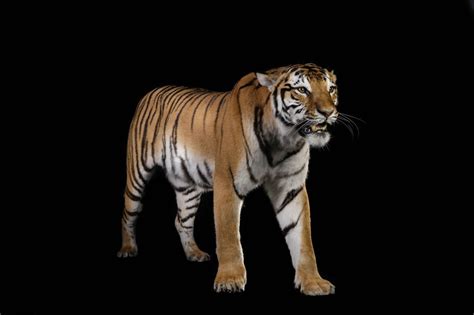 Son los principales depredadores de su hábitat, por lo tanto su dieta incluye. Bengal tiger - Panthera tigris tigris - Masai Gallery
