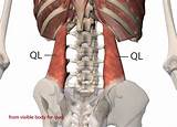 Muscle Ql Exercises Images