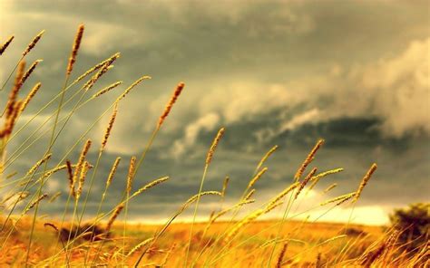 Yellow Grass Wallpapers High Quality Download Free