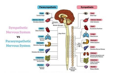 Functions Of Parasympathetic Nervous System Antagonistic And Synergistic Effects Science Online