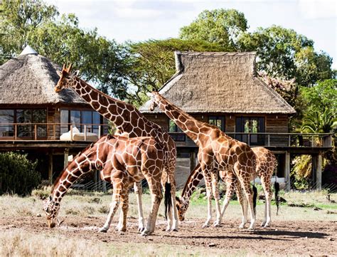 Seven Days Of Extraordinary Safari In Northern Kenya Goop