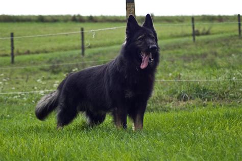 king shepherd dog breed standards