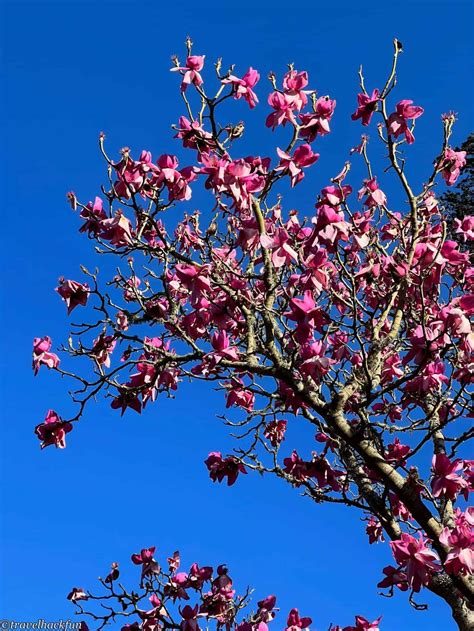 San Francisco Botanical Garden: The City's Secret Garden - @travelhackfun