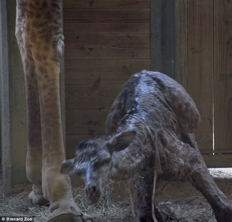 Baby Giraffe Tries To Take His First Steps At A Florida