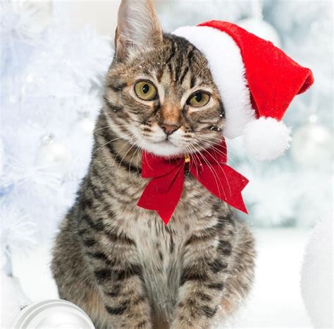Buy black cat orange cat in the window christmas cards christmas window: 6 x Cat Christmas Cards Pack "Santa Claws" Tabby Cat in ...