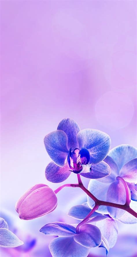 Gucci has unveiled its 2018 gift giving campaign and. Purple orchid iPhone wallpaper background lockscreen ...