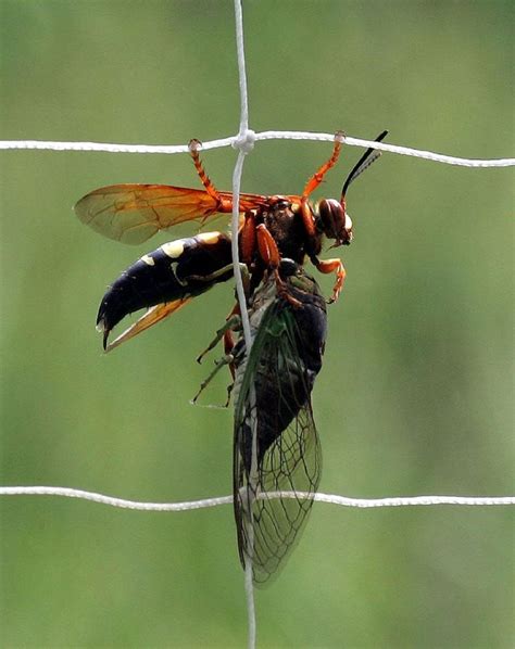 Common Wasps And Hornets Of Pennsylvania Weconservepa