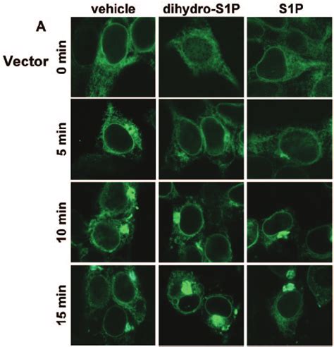 S1p But Not Dihydros1p Alters The Intracellular Trafficking Of