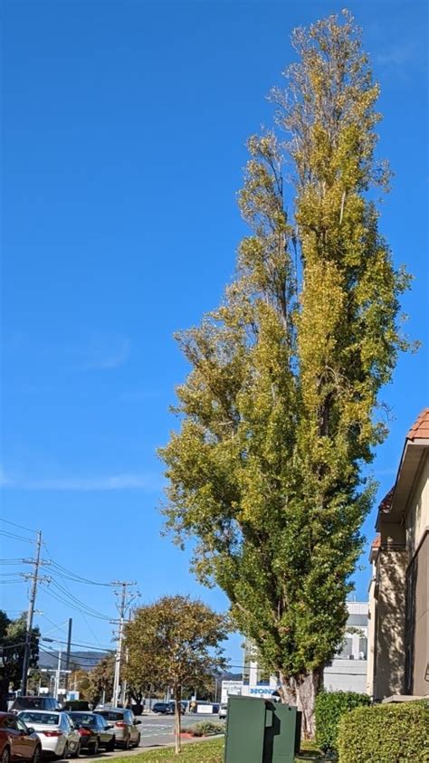 Poplar Cottonwood Aspen Populus A Quick Guide W Photos