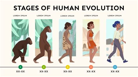 Stages Of Human Evolution