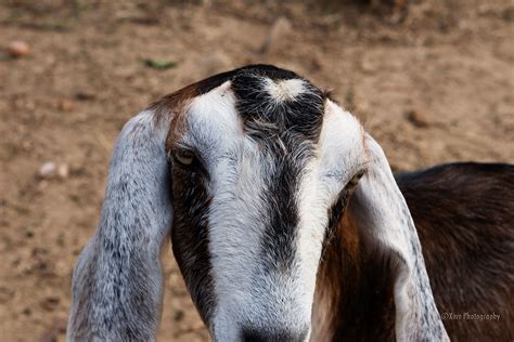 friendly goats ©robert kerr photography fairviewgardens flickr