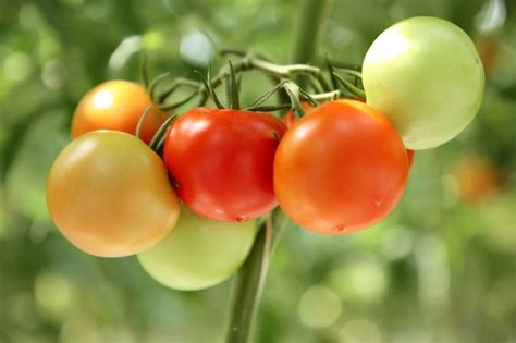 Cultiver Des Tomates Famiflora Ouvert