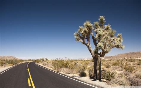 Joshua Tree Desert Road 4k Hd Desktop Wallpaper For 4k